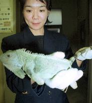 Green iguana reported to Kobe police as 'lost article'